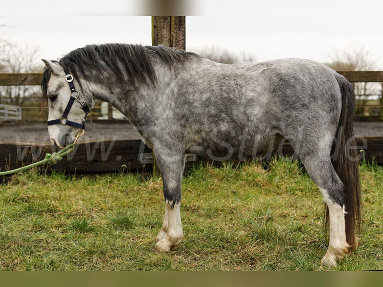 Welsh-A Stallone 3 Anni 120 cm Grigio in Meerbusch