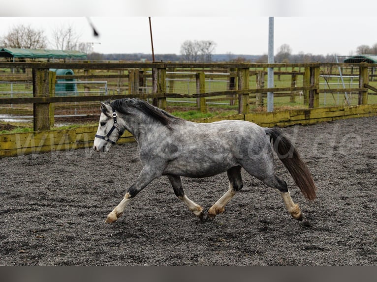 Welsh-A Stallone 3 Anni 120 cm Grigio in Meerbusch