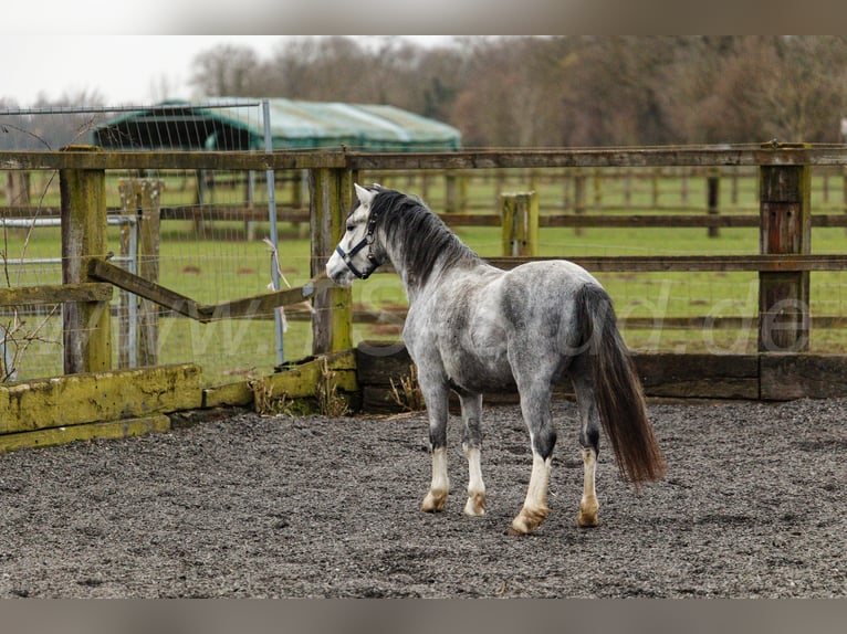 Welsh-A Stallone 3 Anni 120 cm Grigio in Meerbusch