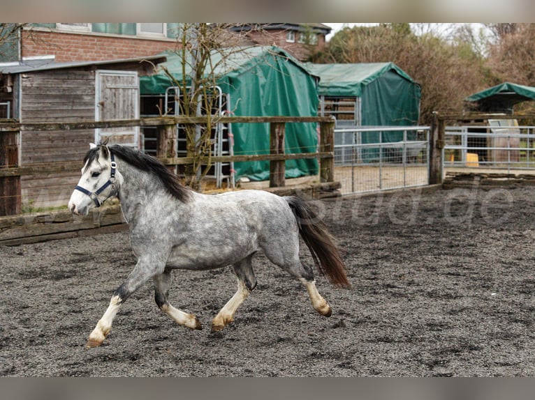 Welsh-A Stallone 3 Anni 120 cm Grigio in Meerbusch