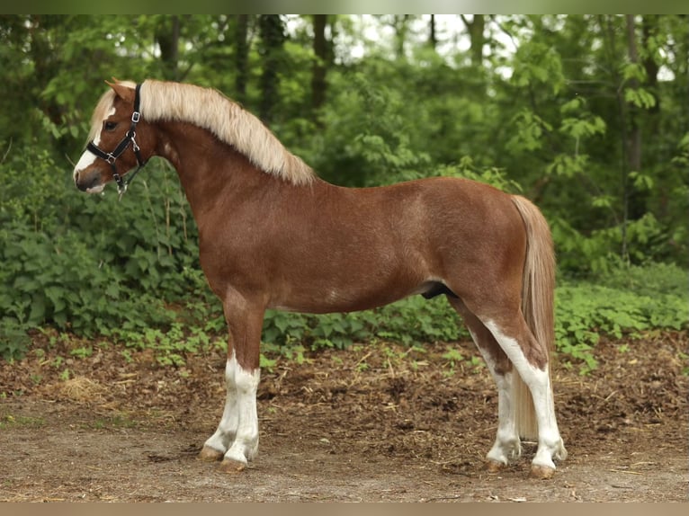 Welsh-A Stallone 3 Anni 121 cm Sauro in Aalten