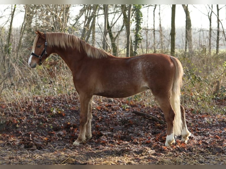 Welsh-A Stallone 3 Anni 133 cm Sauro in Aalten