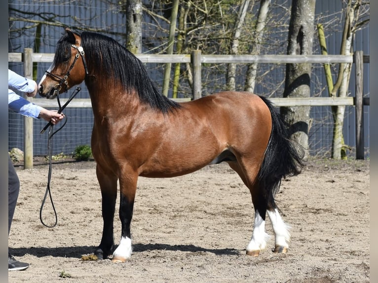 Welsh-A Stallone 4 Anni 117 cm Baio in Easterein