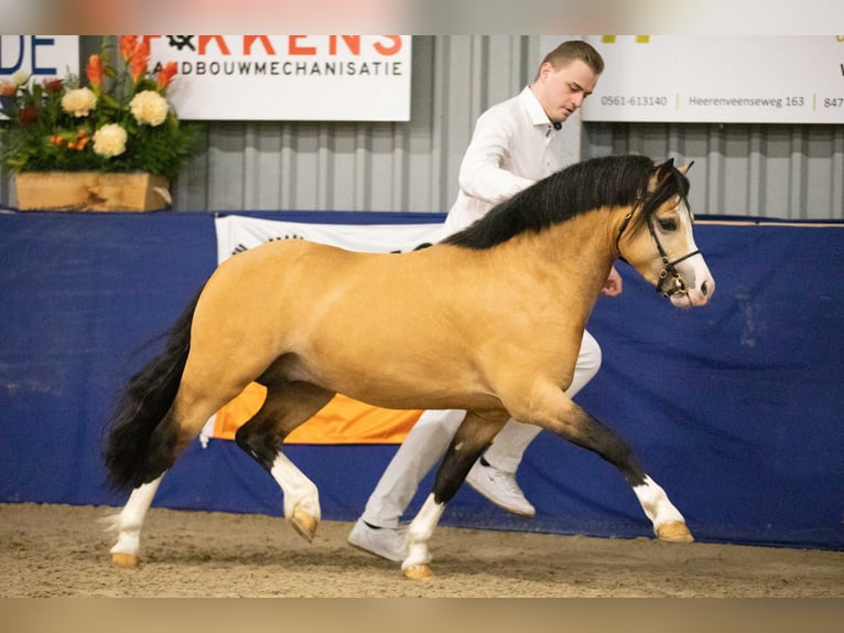 Welsh-A Stallone 4 Anni 122 cm Pelle di daino in Wildeshausen