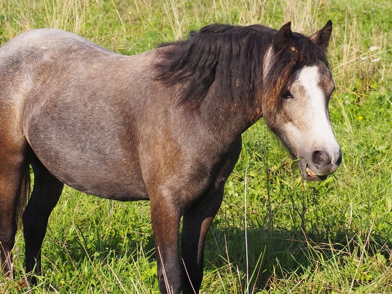 Welsh-A Stallone 4 Anni  in Hanušovice