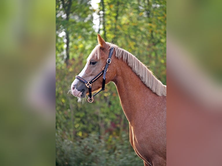 Welsh-A Stallone 5 Anni 122 cm Sauro in Nieuwegein