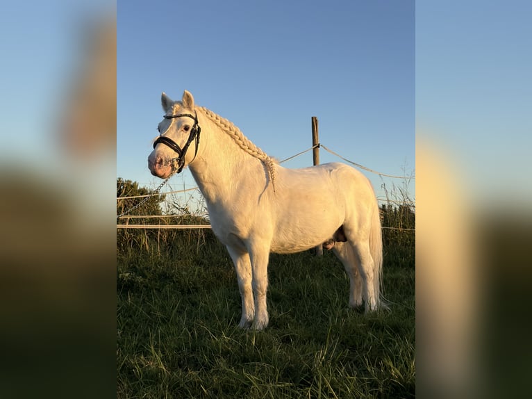 Welsh-A Stallone 7 Anni 108 cm Bianco in Zaragoza
