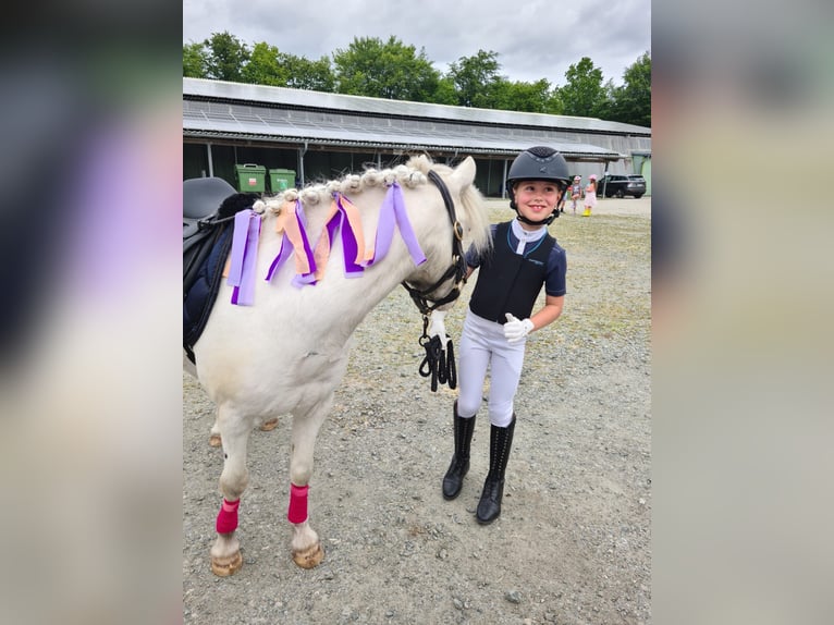 Welsh-A Stallone 8 Anni 112 cm Grigio in Großenwiehe
