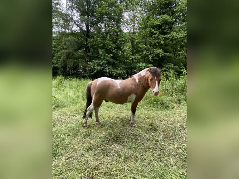 Welsh-A Mix Stallone 8 Anni 115 cm Pezzato in Brilon