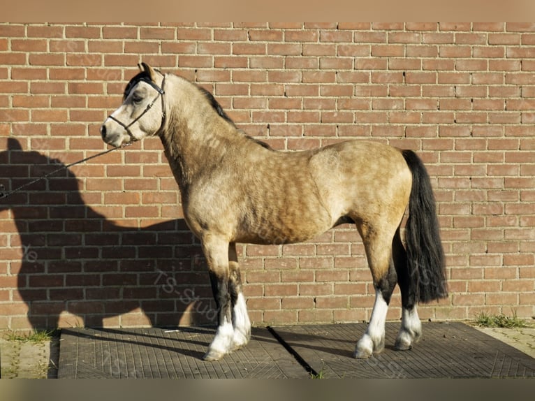 Welsh-A Stallone Falbo in Meerbusch