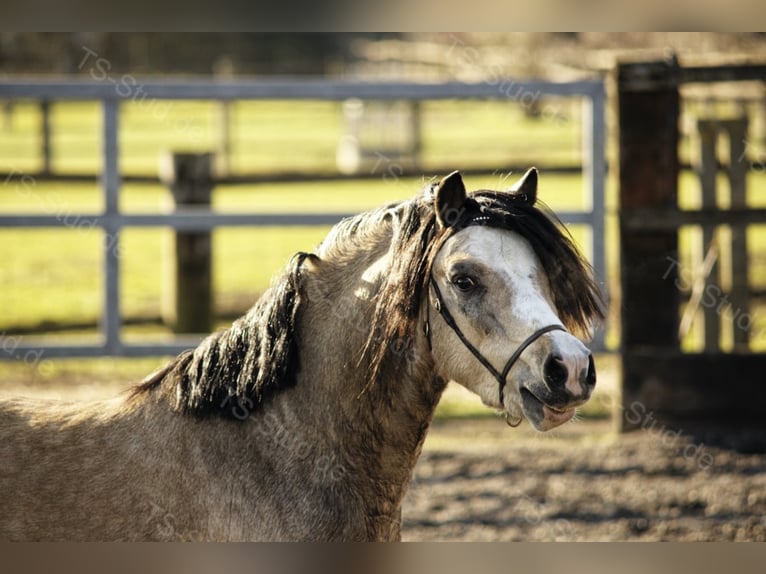 Welsh-A Stallone Falbo in Meerbusch