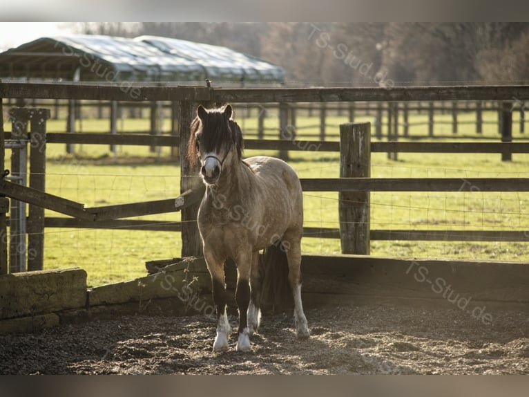 Welsh-A Stallone Falbo in Meerbusch