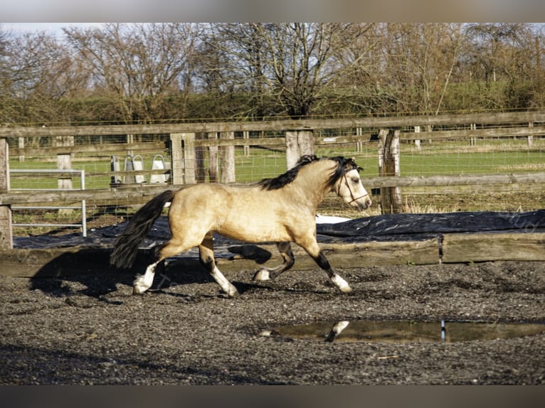Welsh-A Stallone Falbo in Meerbusch