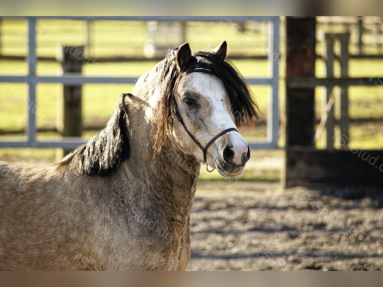 Welsh-A Stallone Falbo in Meerbusch