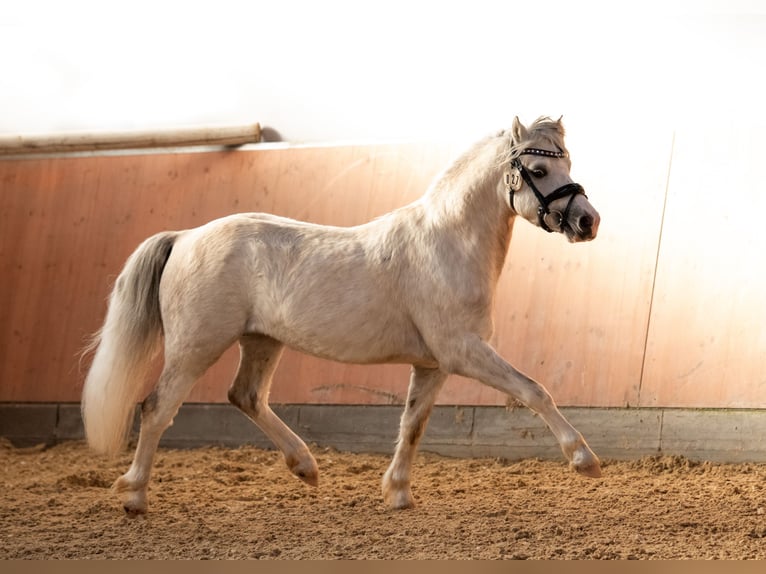 Welsh-A Stallone Grigio in Dunningen