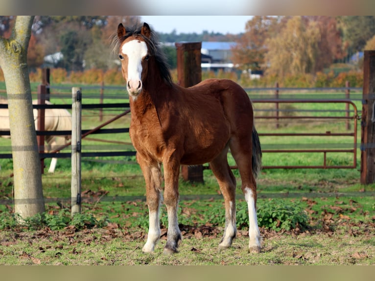 Welsh-A Stallone Puledri (05/2025) 118 cm Baio in Kessel