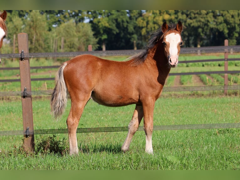 Welsh-A Stallone Puledri (05/2025) 118 cm Baio in Kessel