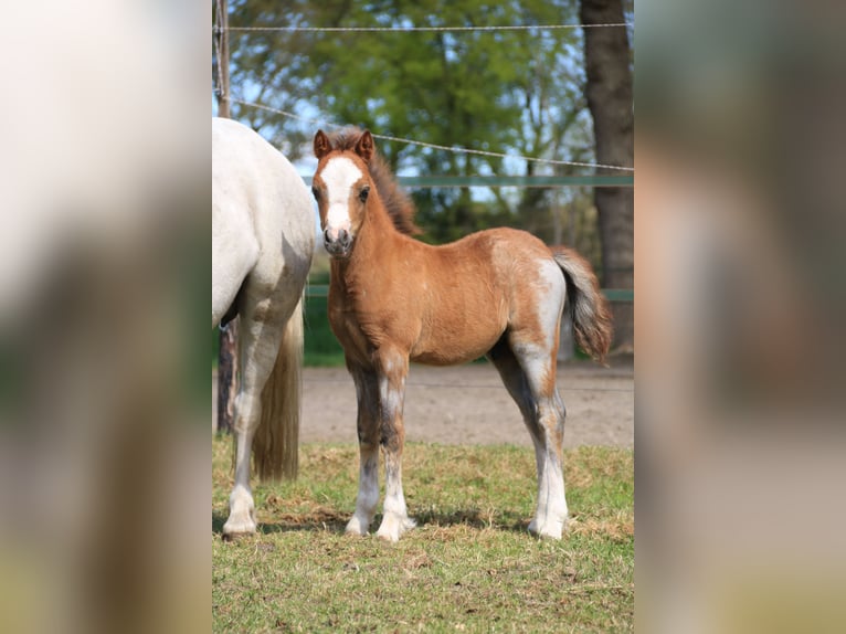 Welsh-A Stallone Puledri (03/2025) 118 cm Grigio in Ruinerwold