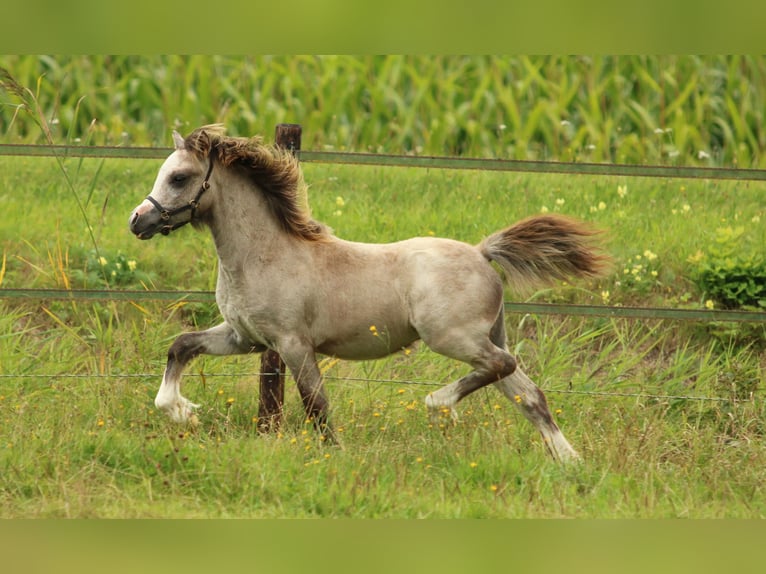 Welsh-A Stallone Puledri (03/2025) 118 cm Grigio in Ruinerwold