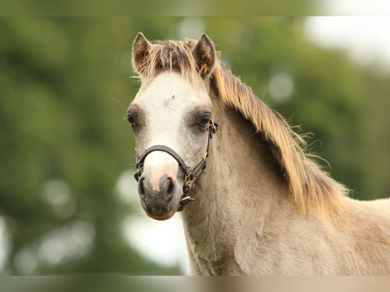 Welsh-A Stallone Puledri (03/2025) 118 cm Grigio in Ruinerwold