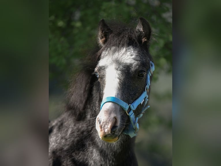 Welsh-A Stallone Puledri (05/2025) 120 cm Grigio in Kiefersfelden
