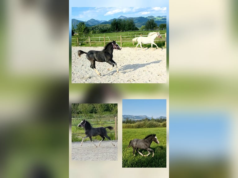 Welsh-A Stallone Puledri (05/2025) 120 cm Grigio in Kiefersfelden