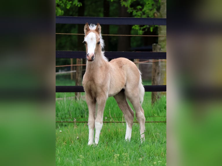 Welsh-A Stallone Puledri (04/2024) 120 cm Grigio in Kessel