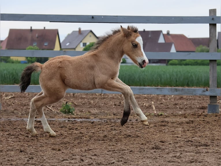 Welsh-A Mix Stallone  120 cm Pelle di daino in Scheibenhardt