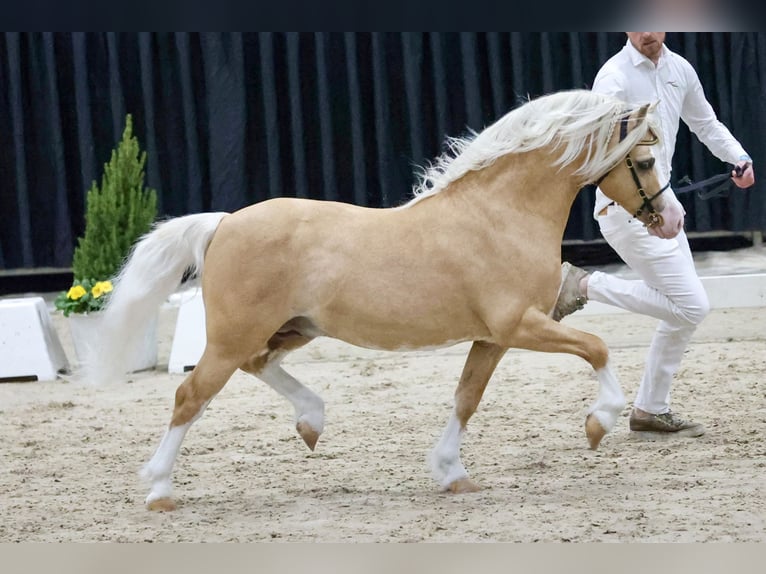 Welsh-A Stallone Puledri (02/2026) 120 cm Sabino in Easterein