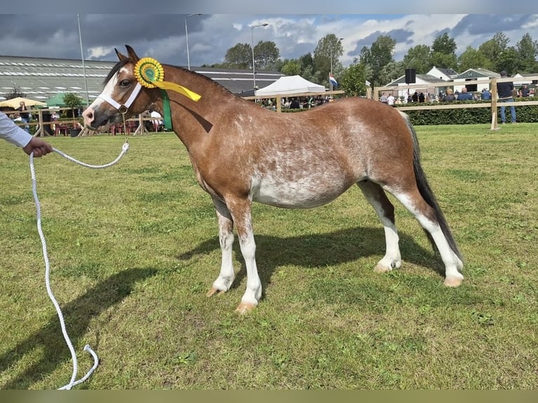 Welsh-A Stallone Puledri (02/2026) 120 cm Sabino in Easterein