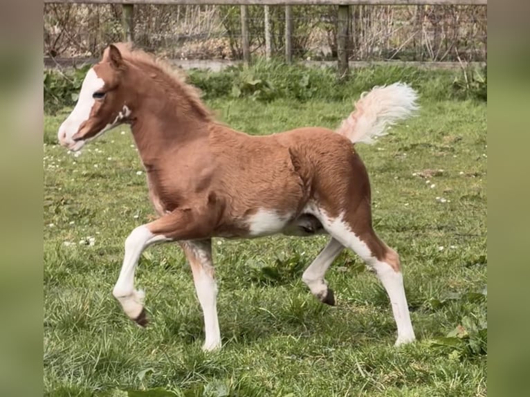 Welsh-A Stallone Puledri (02/2026) 120 cm Sabino in Easterein