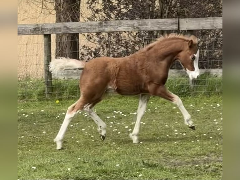 Welsh-A Stallone Puledri (02/2026) 120 cm Sabino in Easterein