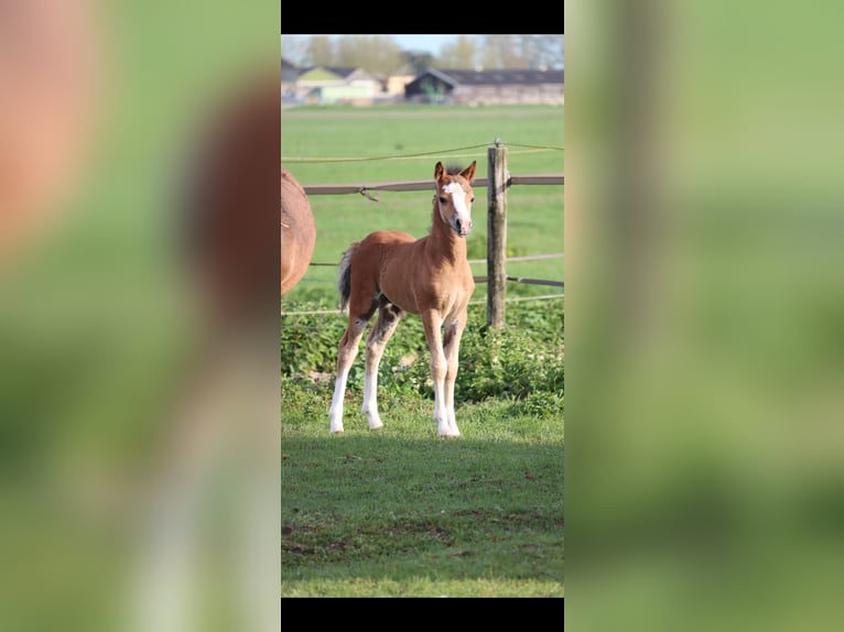Welsh-A Stallone Puledri (03/2026) 121 cm Baio in Capelle aan den IJssel
