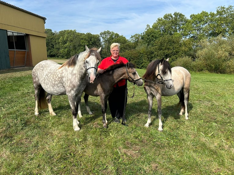 Welsh-A Stallone Puledri (03/2024) 122 cm Pelle di daino in Satow