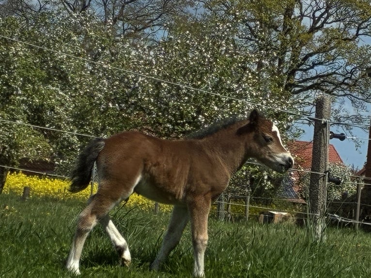 Welsh-A Stallone Puledri (04/2026) 123 cm Baio in Syke