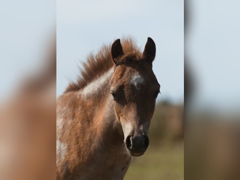 Welsh-A Stallone Puledri (05/2026) Roano rosso in Spornitz