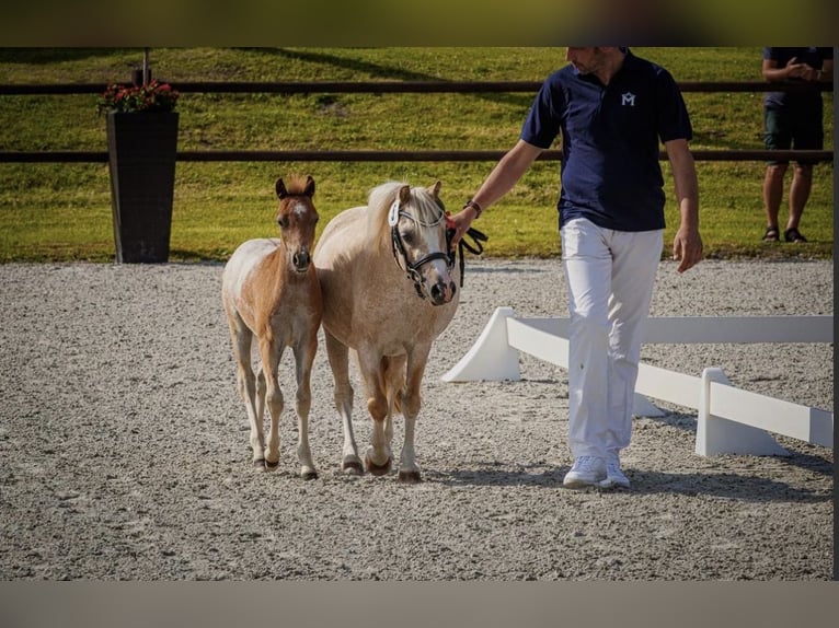 Welsh-A Stallone Puledri (05/2026) Roano rosso in Spornitz