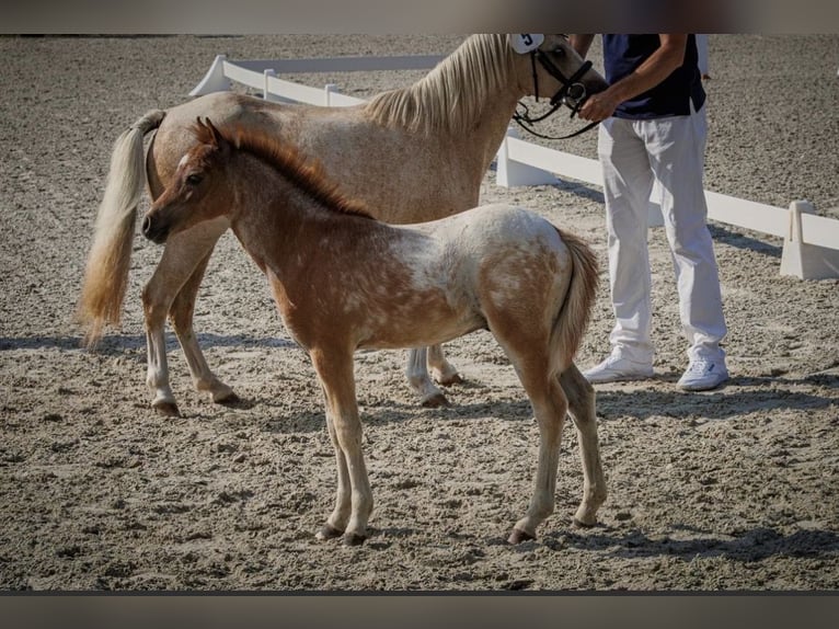 Welsh-A Stallone Puledri (05/2026) Roano rosso in Spornitz