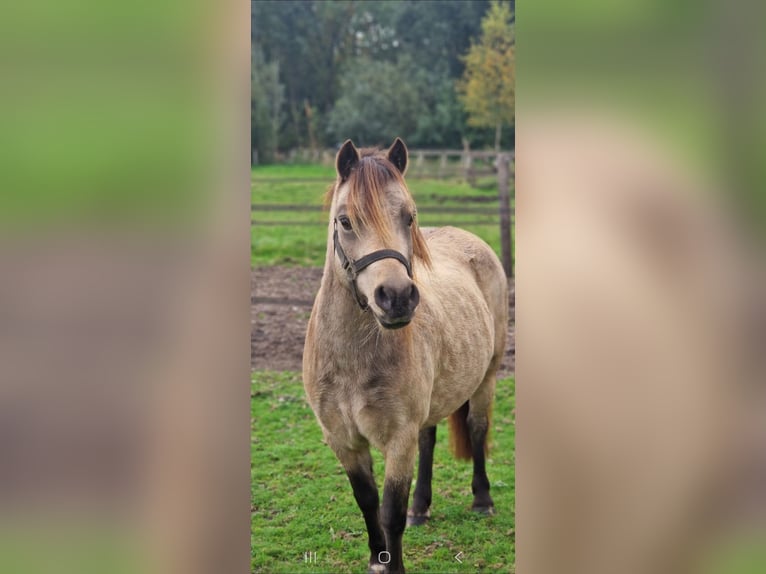 Welsh-A Stute 10 Jahre 115 cm Buckskin in Didam