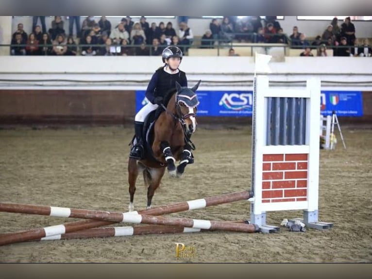 Welsh-A Stute 10 Jahre 116 cm Brauner in Casorezzo