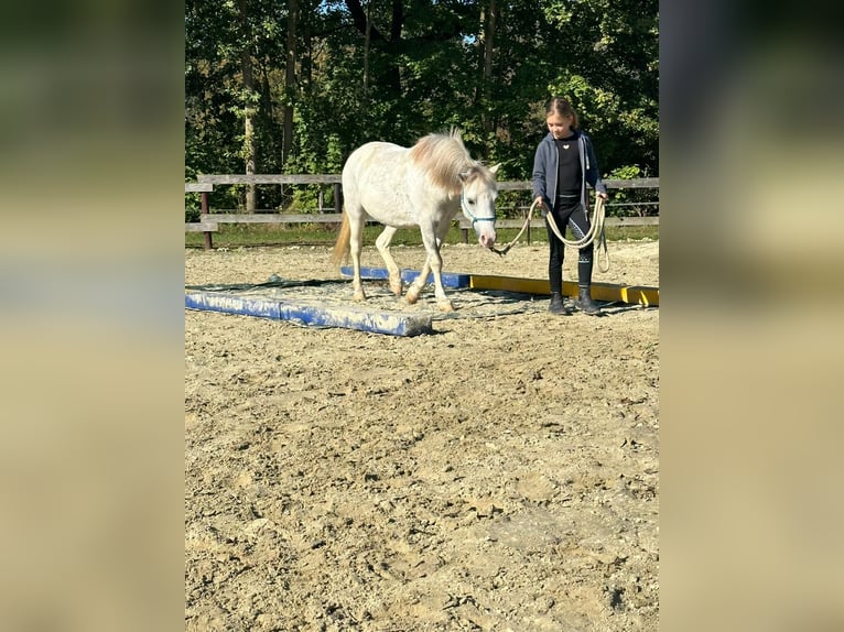 Welsh-A Stute 10 Jahre 118 cm Apfelschimmel in Wachtendonk