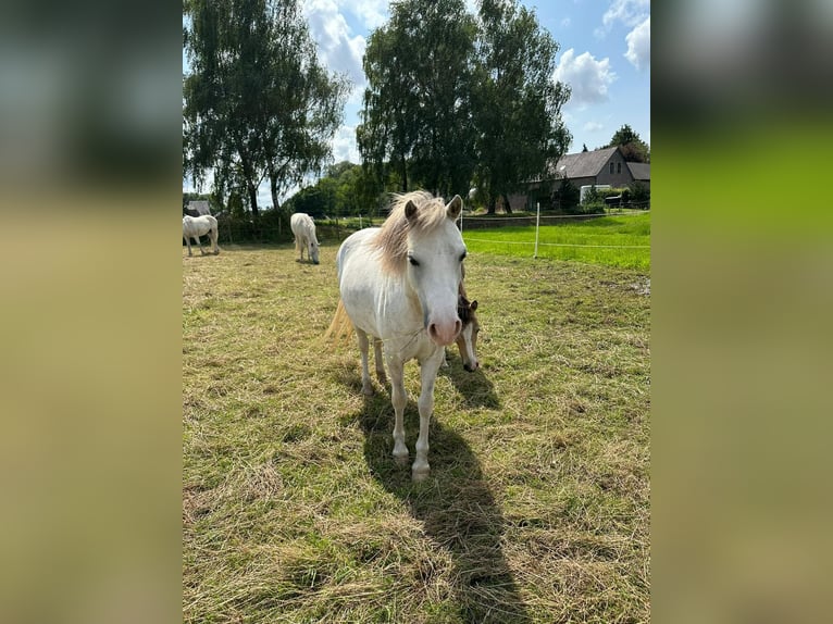 Welsh-A Stute 10 Jahre 118 cm Apfelschimmel in Wachtendonk
