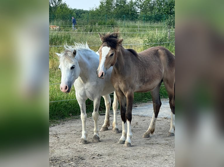 Welsh-A Stute 10 Jahre 118 cm Apfelschimmel in Wachtendonk