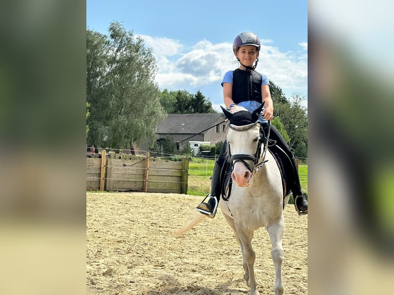 Welsh-A Stute 10 Jahre 118 cm Apfelschimmel in Wachtendonk