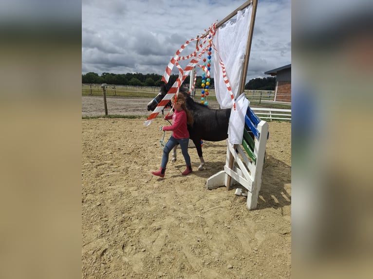 Welsh-A Stute 10 Jahre 120 cm Schecke in Senden