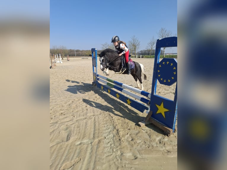 Welsh-A Stute 10 Jahre 120 cm Schecke in Senden