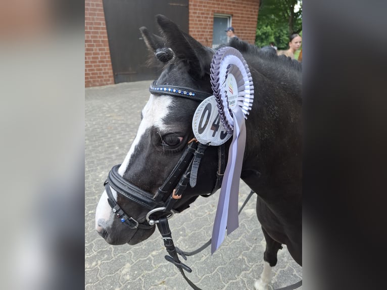 Welsh-A Stute 10 Jahre 120 cm Schecke in Senden