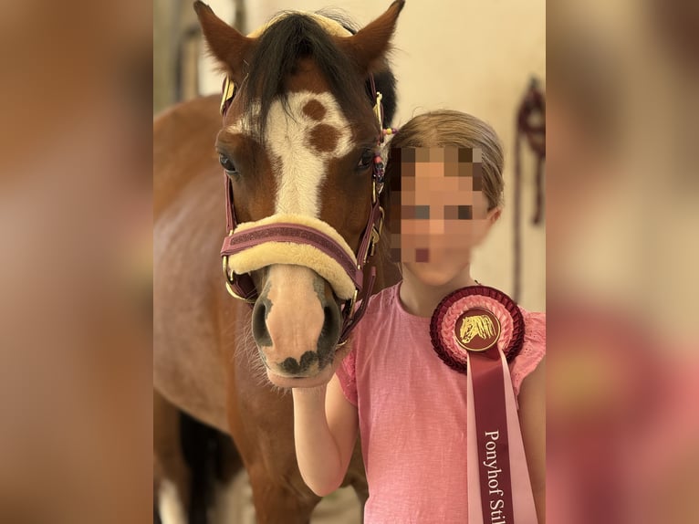 Welsh-A Stute 10 Jahre 122 cm Brauner in Bergheim