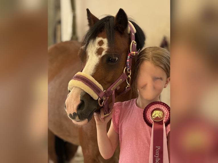 Welsh-A Stute 10 Jahre 122 cm Brauner in Bergheim