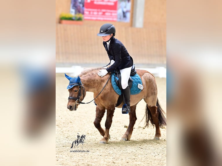 Welsh-A Stute 10 Jahre 122 cm Fuchs in Stedtlingen